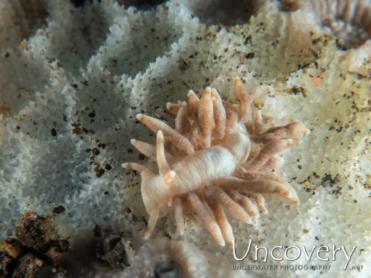 Nudibranch (phestilla Sp.) shot in Indonesia|Bali|Tulamben|Wreck Slope