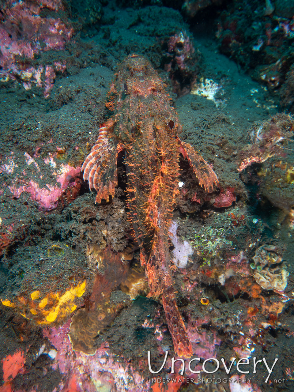 Tassled Scorpionfish (scorpaenopsis Oxycephala), photo taken in Indonesia, Bali, Tulamben, Drop Off