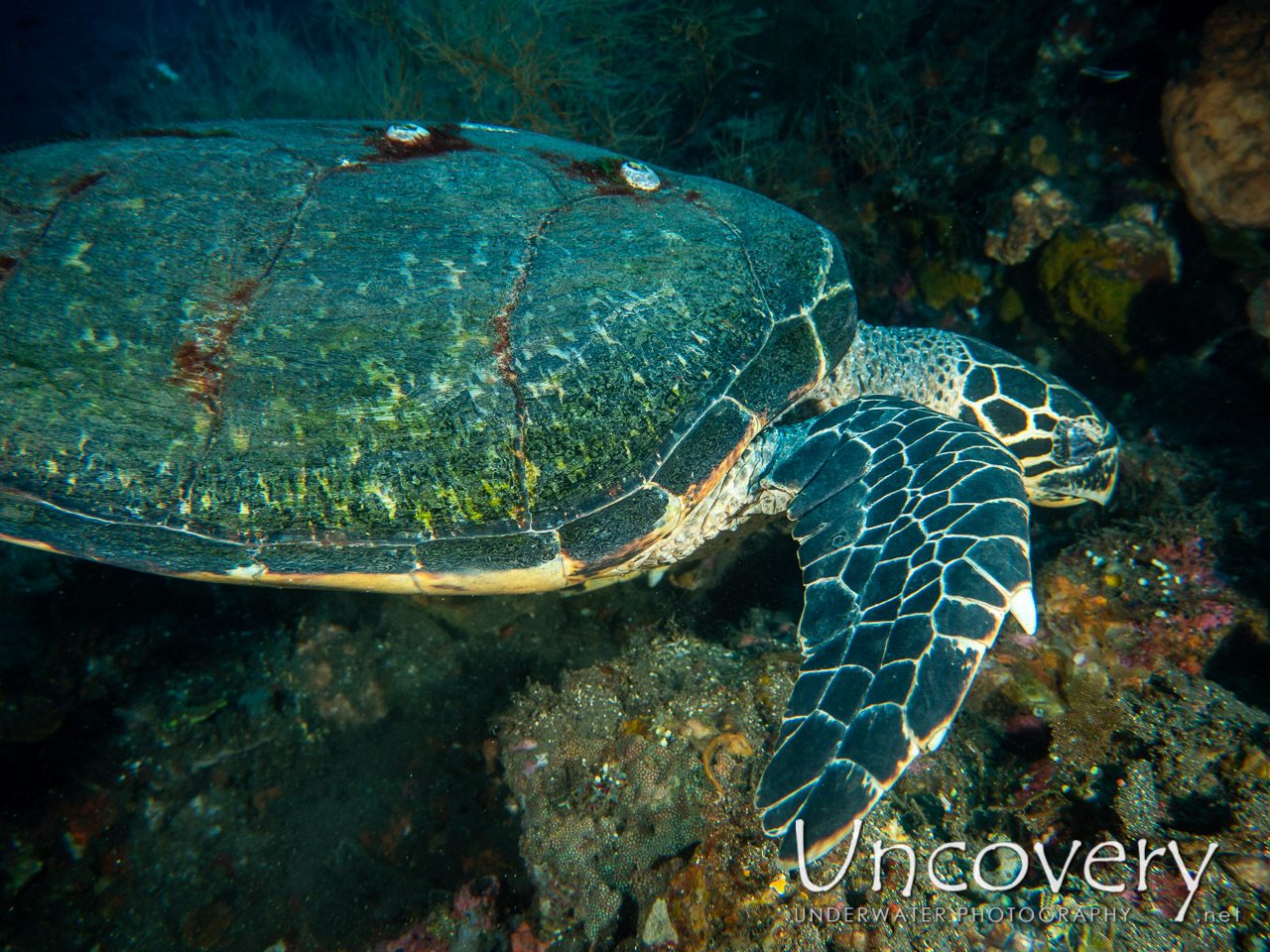 Hawksbill Sea Turtle (eretmochelys Imbricata), photo taken in Indonesia, Bali, Tulamben, Drop Off