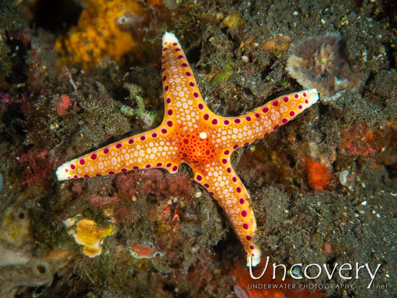 Starfish (neoferdina Sp) shot in Indonesia|Bali|Tulamben|Drop Off