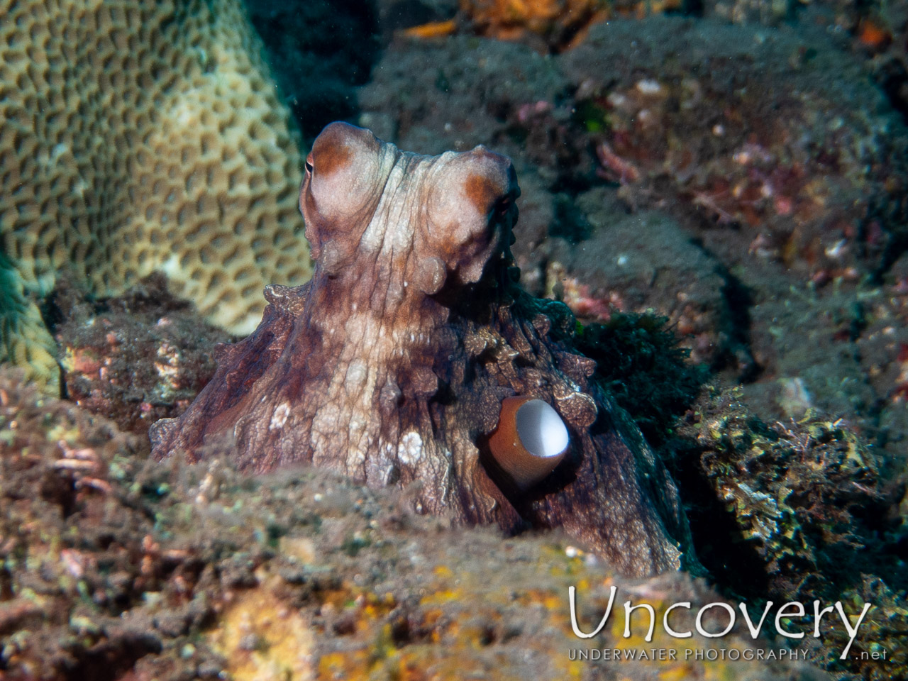 Day Octopus (octopus Cyanea), photo taken in Indonesia, Bali, Tulamben, Drop Off