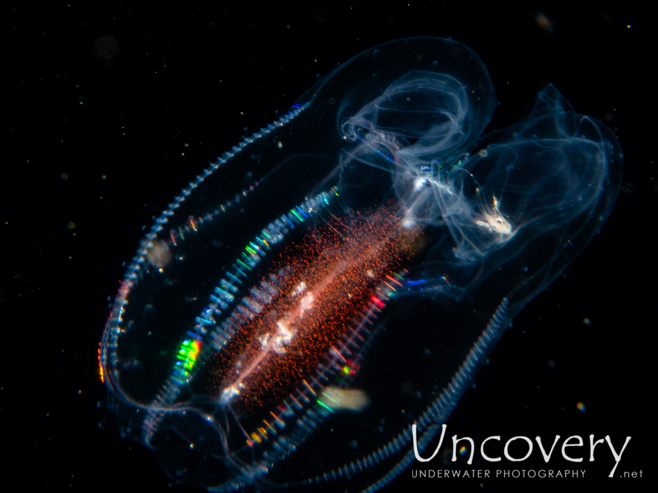Comb Jellyfish (ctenophora), photo taken in Indonesia, Bali, Tulamben, Blackwater