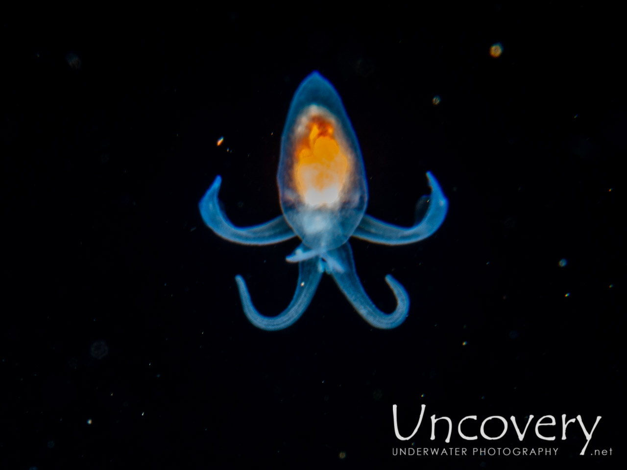 Gymnosome Pteropod, photo taken in Indonesia, Bali, Tulamben, Blackwater