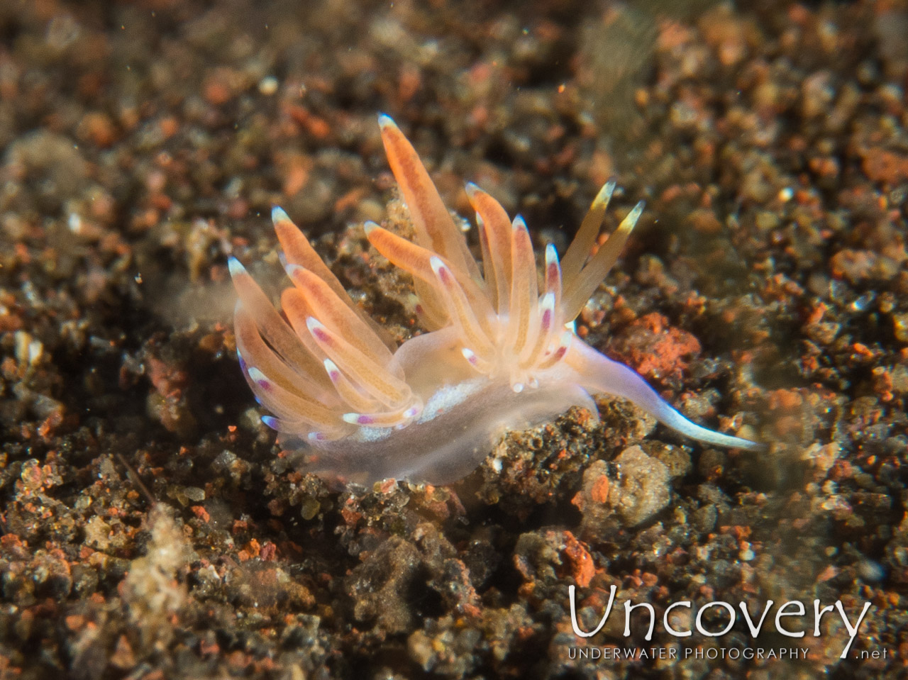 Nudibranch (godiva Sp.) shot in Indonesia|Bali|Tulamben|Pantai Lahar