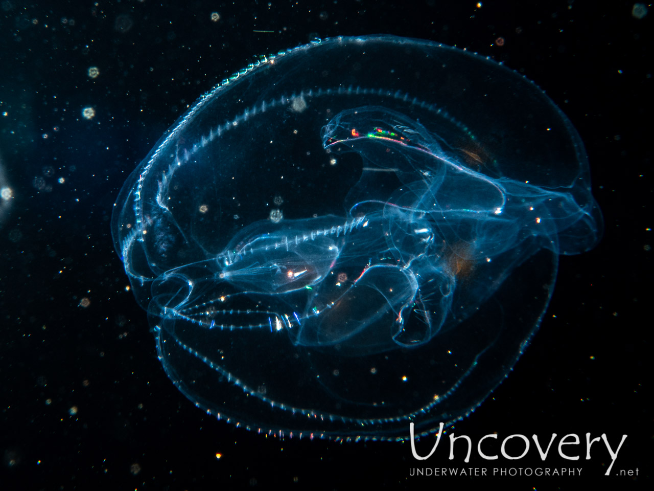 Comb Jellyfish (ctenophora), photo taken in Indonesia, Bali, Tulamben, Pantai Lahar