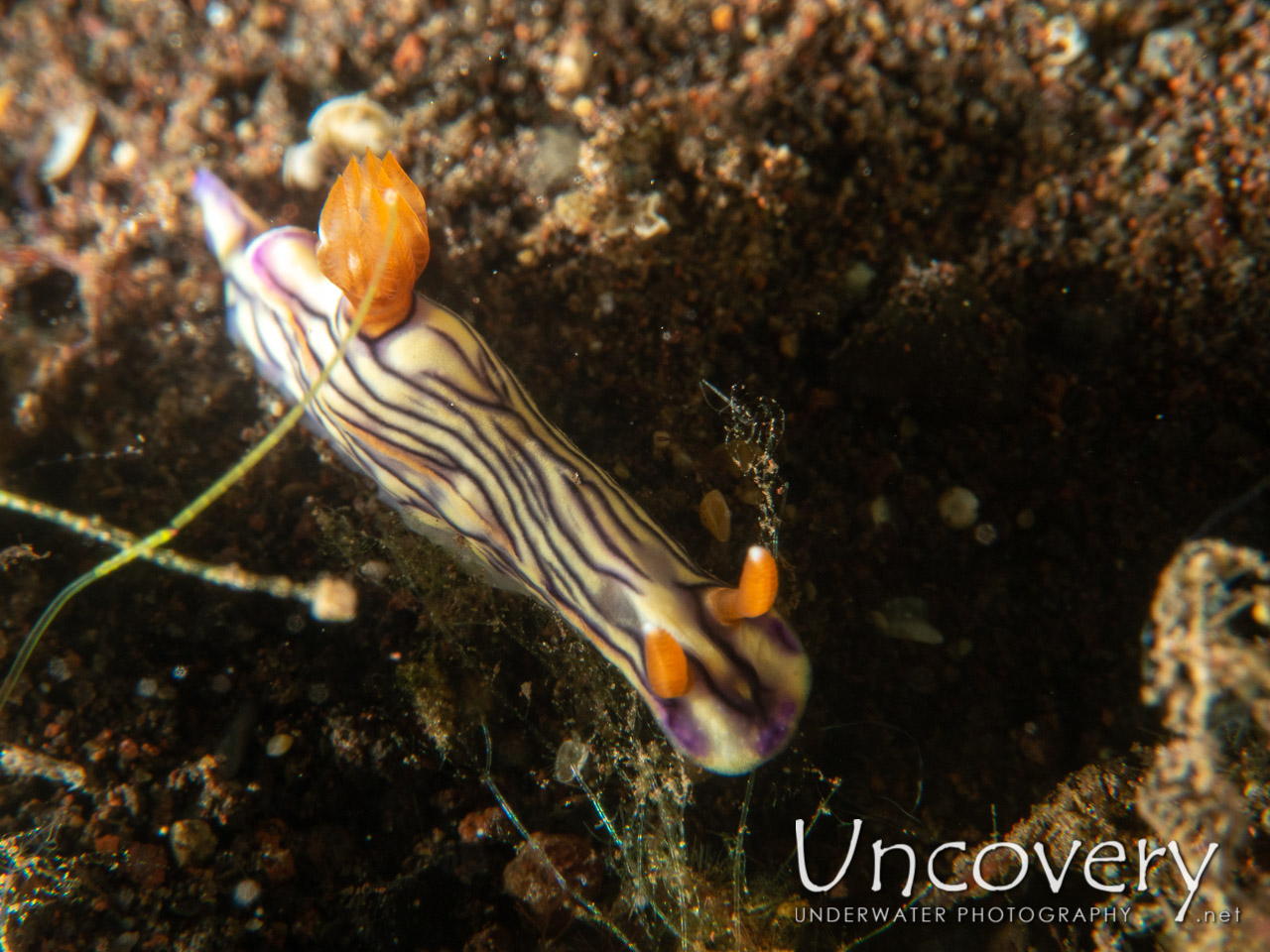 Nudibranch (hypselodoris Nigostriata), photo taken in Indonesia, Bali, Tulamben, Pantai Lahar