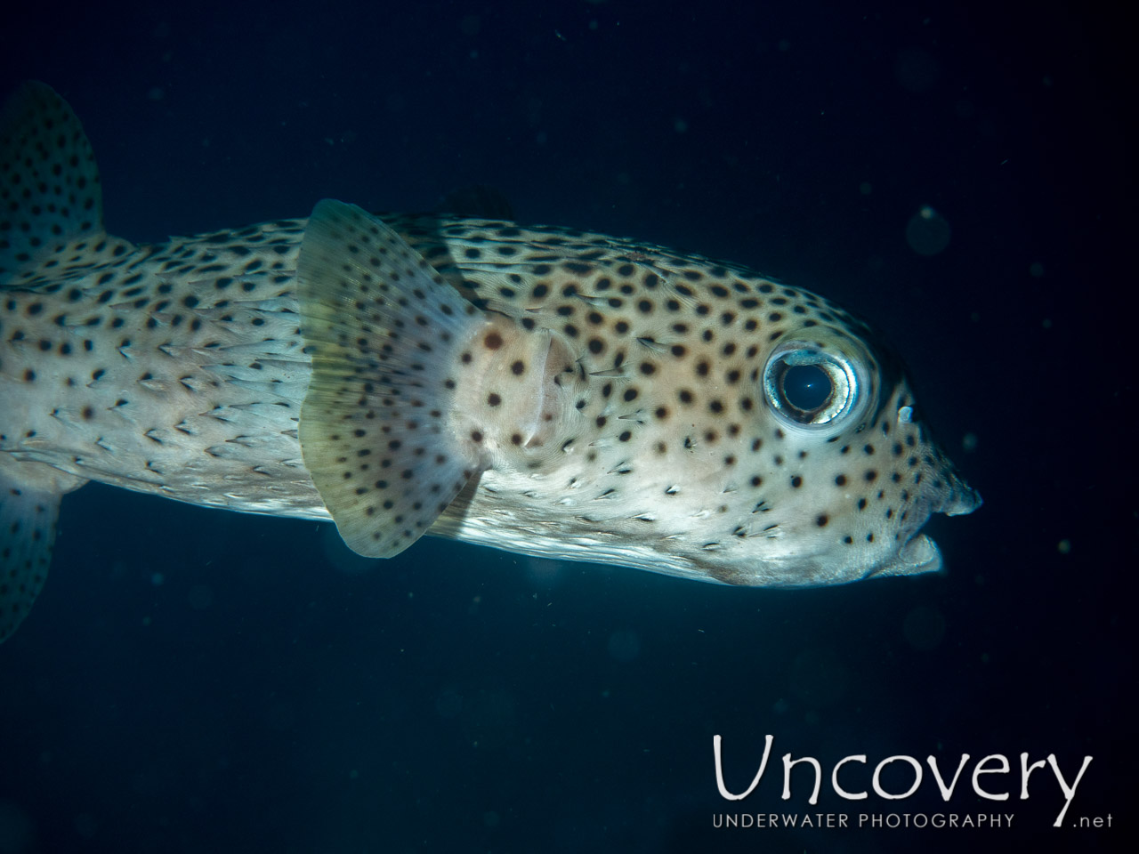 Porcupinefish (diodon Hystrix) shot in Indonesia|Bali|Tulamben|Pantai Lahar