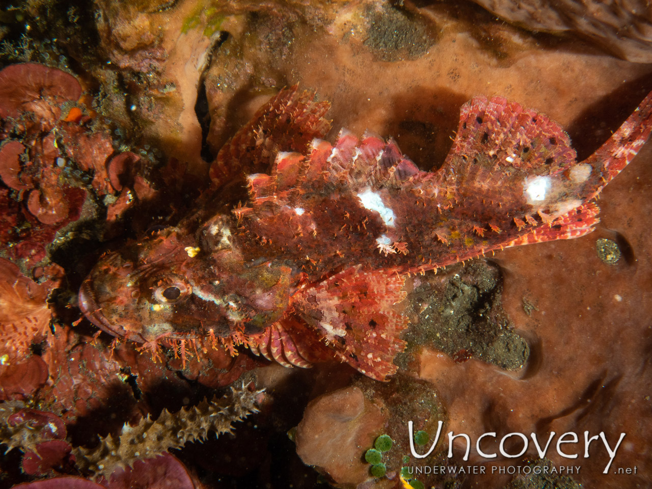 Tassled Scorpionfish (scorpaenopsis Oxycephala) shot in Indonesia|Bali|Tulamben|Batu Lumbang