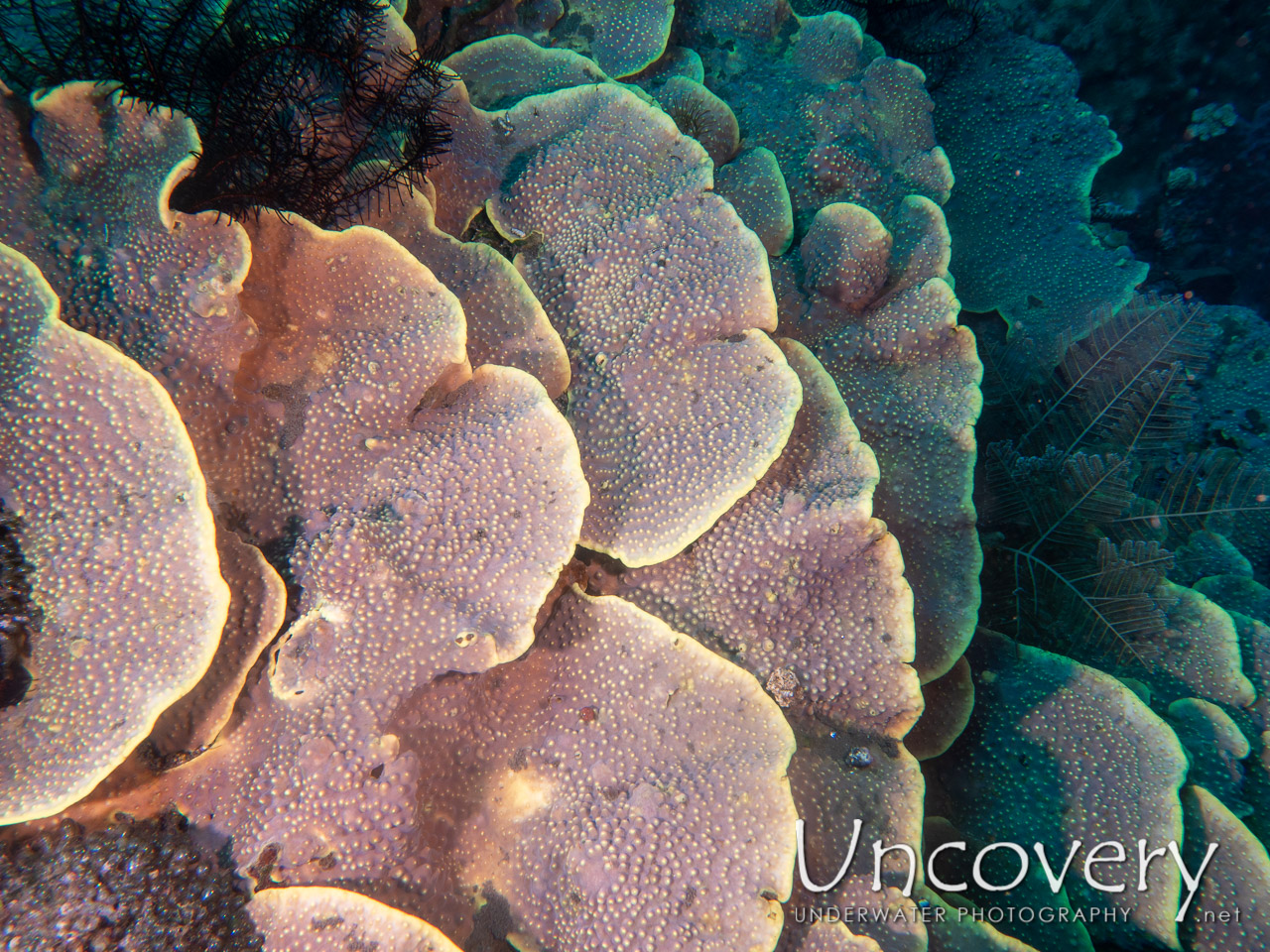 Coral shot in Indonesia|Bali|Tulamben|Batu Lumbang