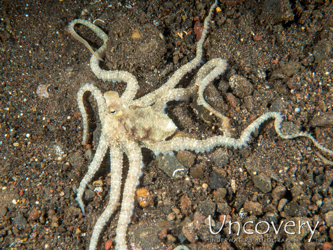 Long Arm Octopus (abdopus Sp.), photo taken in Indonesia, Bali, Tulamben, Liberty Wreck