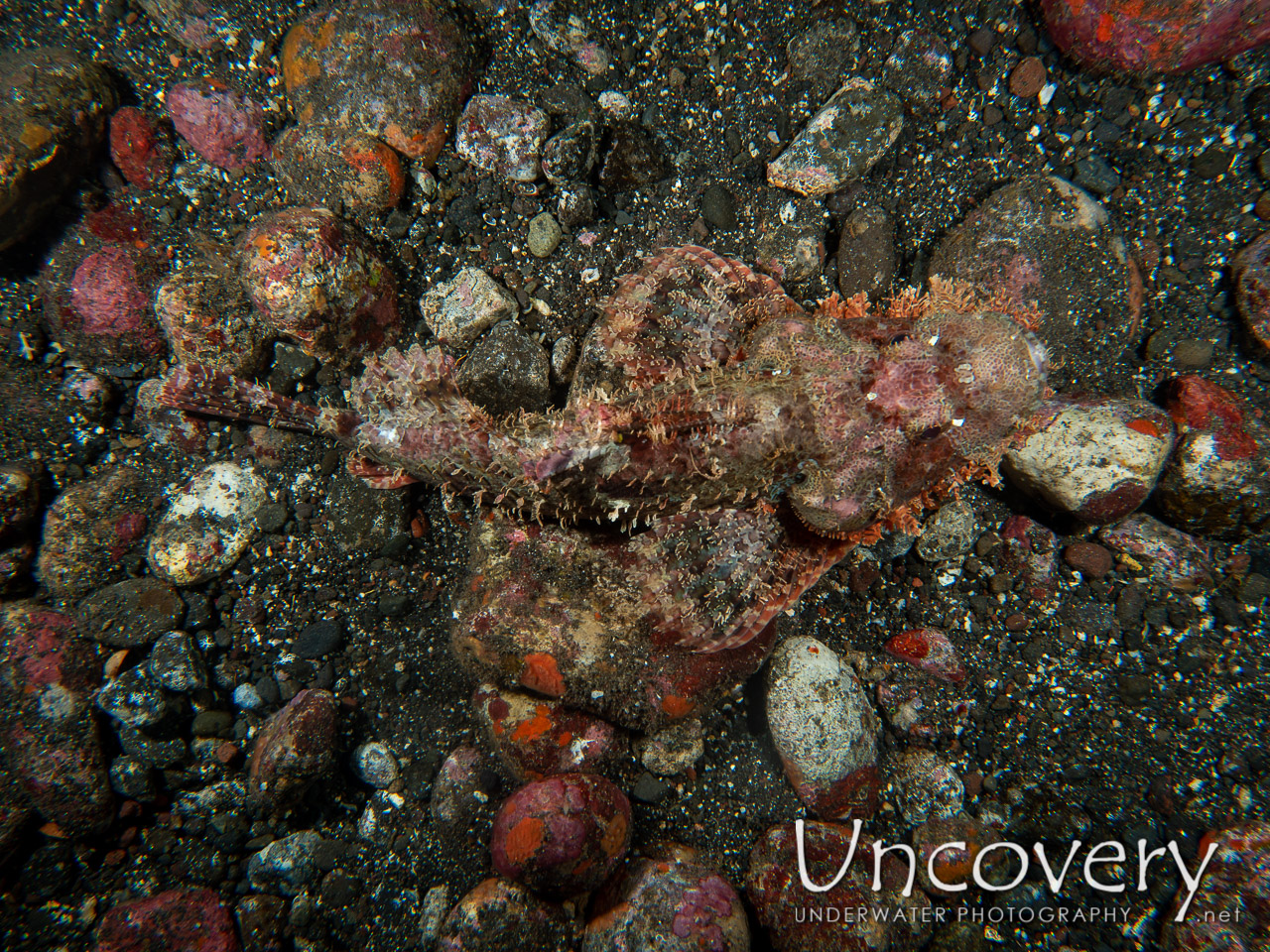 Tassled Scorpionfish (scorpaenopsis Oxycephala), photo taken in Indonesia, Bali, Tulamben, Liberty Wreck