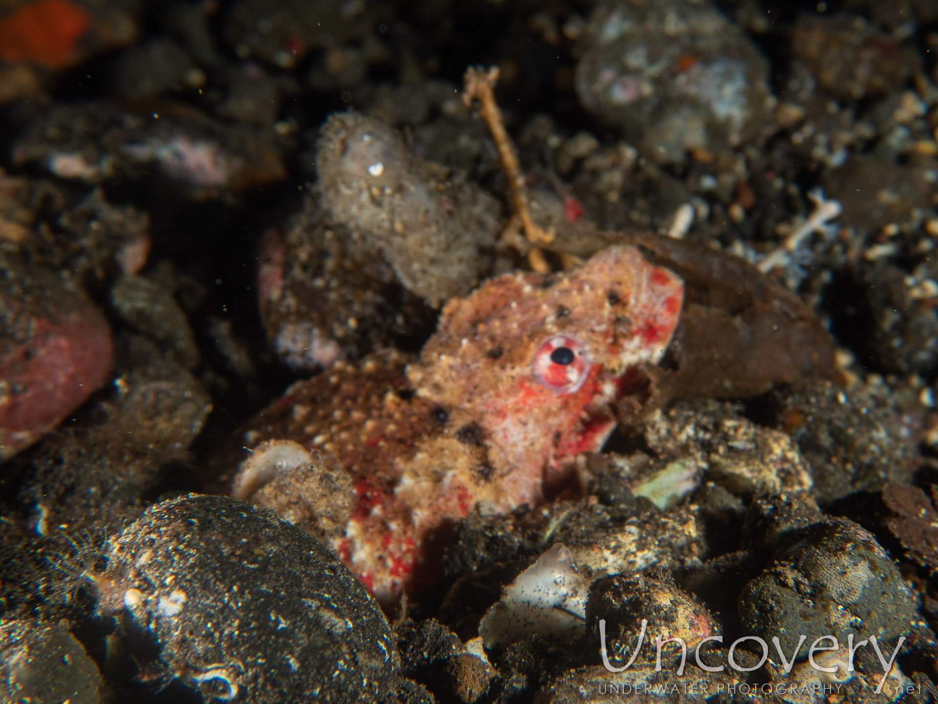 00 To Be Determined, photo taken in Indonesia, Bali, Tulamben, Liberty Wreck