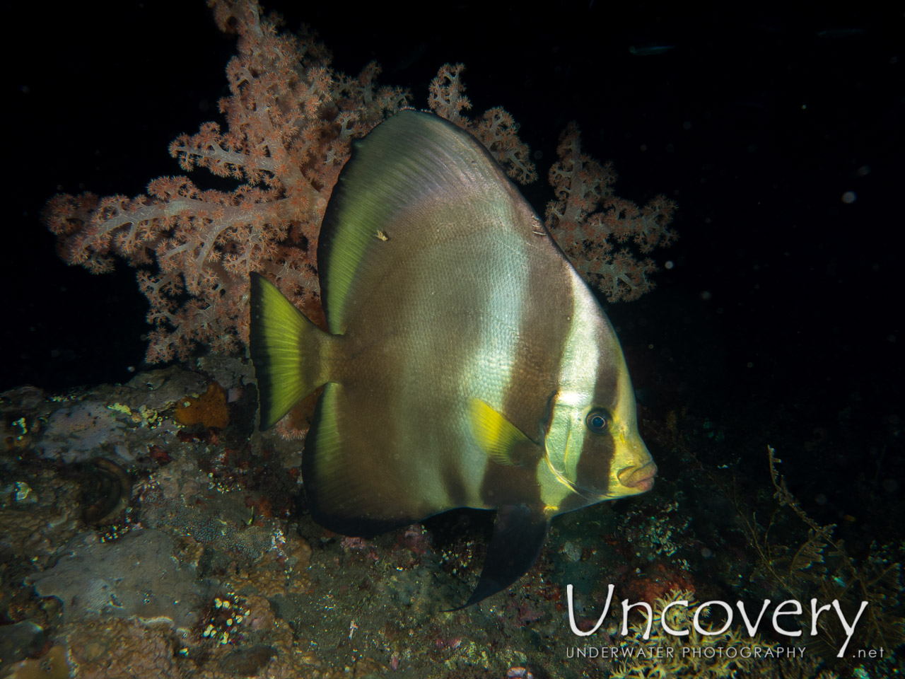 Dusky Batfish (platax Pinnatus), photo taken in Indonesia, Bali, Tulamben, Liberty Wreck