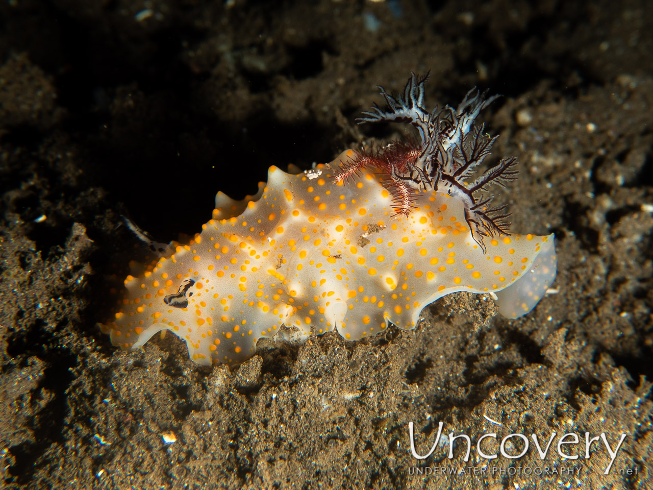 Nudibranch (halgerda Stricklandi), photo taken in Indonesia, Bali, Tulamben, Liberty Wreck
