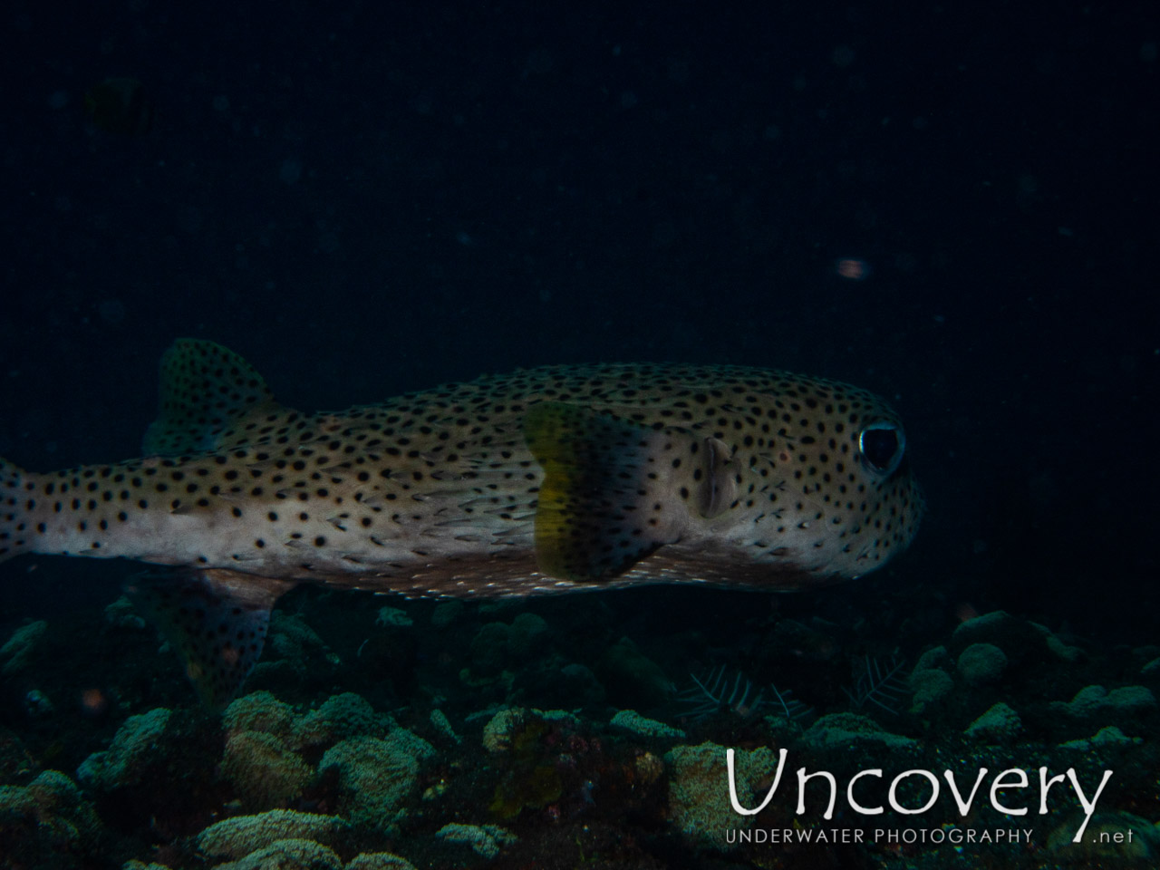Porcupinefish (diodon Hystrix) shot in Indonesia|Bali|Tulamben|River
