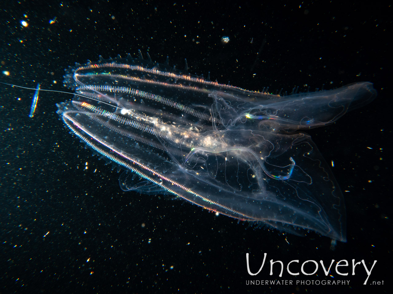 Comb Jellyfish (ctenophora) shot in Indonesia|Bali|Tulamben|Blackwater