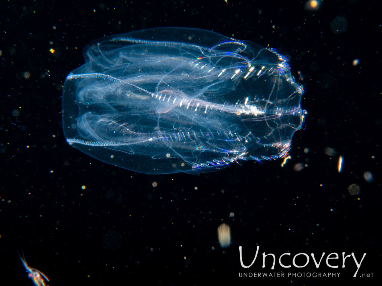 Comb Jellyfish (ctenophora) shot in Indonesia|Bali|Tulamben|Blackwater