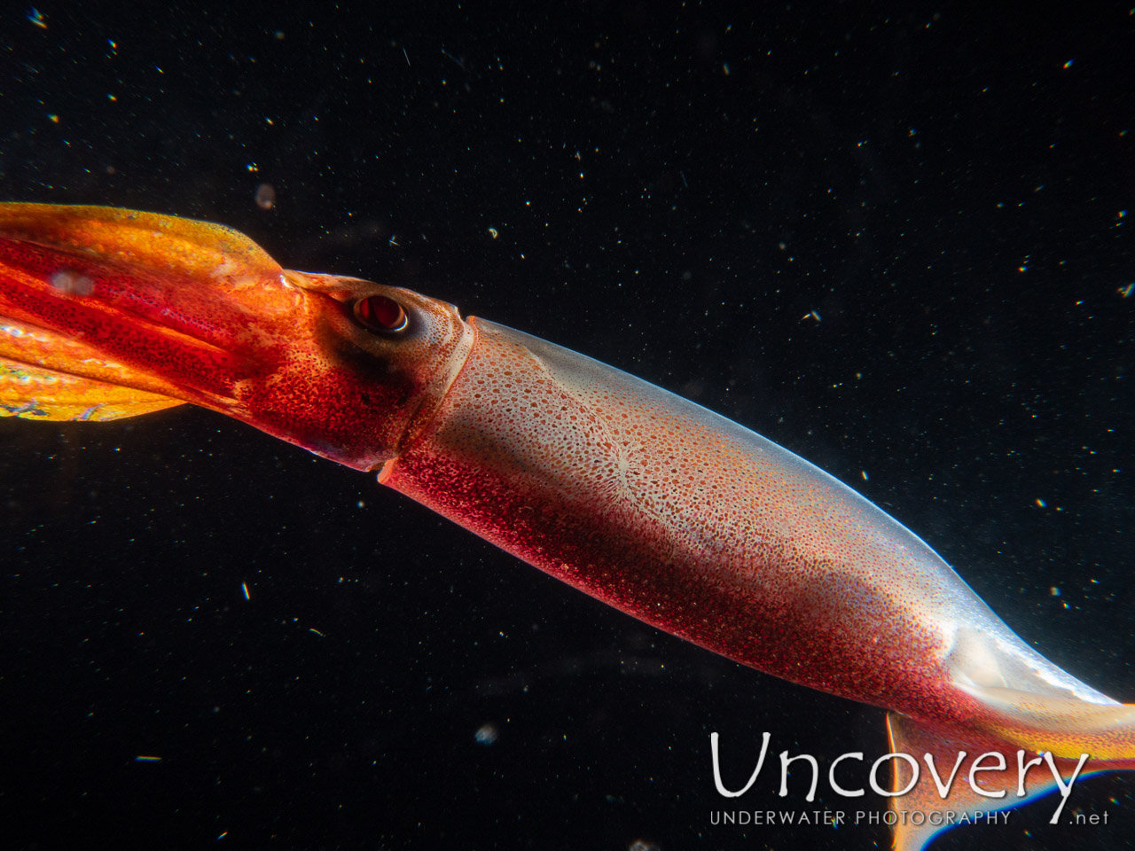 Squid shot in Indonesia|Bali|Tulamben|Blackwater