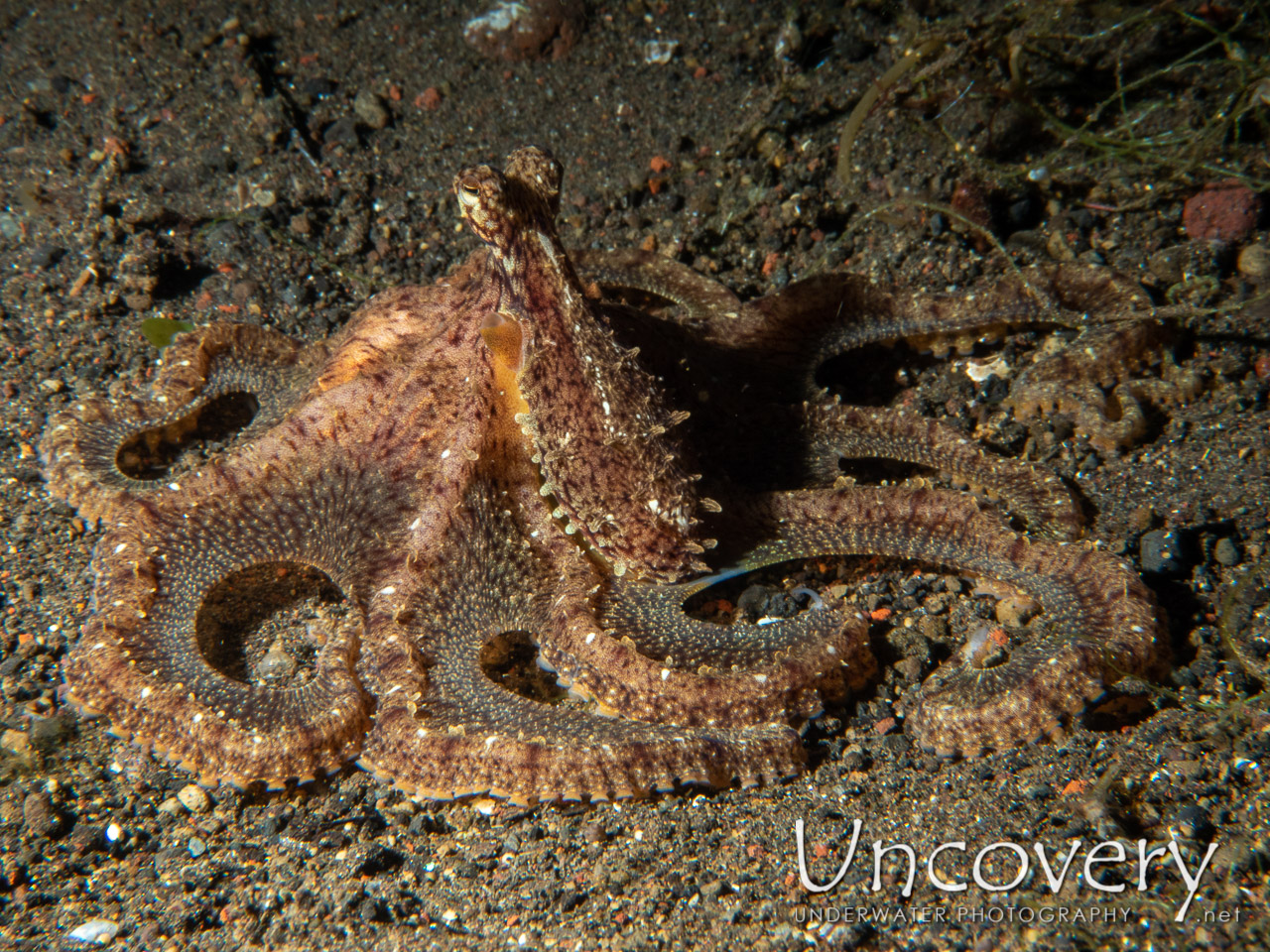 Lilliput Longarm Octopus (macrotritopus Defilippi), photo taken in Indonesia, Bali, Tulamben, Bulakan Slope