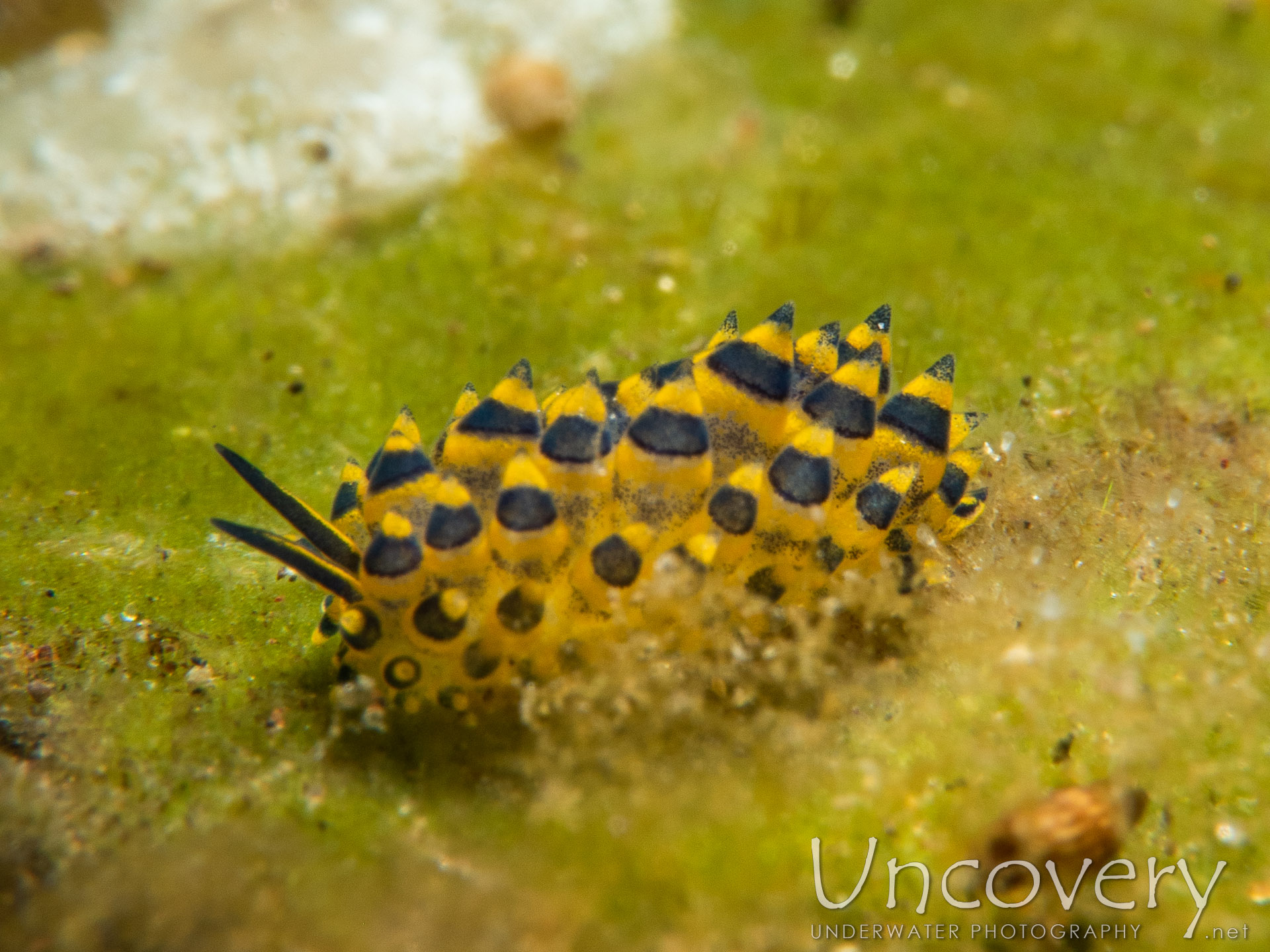 Nudibranch (stiliger Ornatus), photo taken in Indonesia, Bali, Tulamben, Bulakan Slope