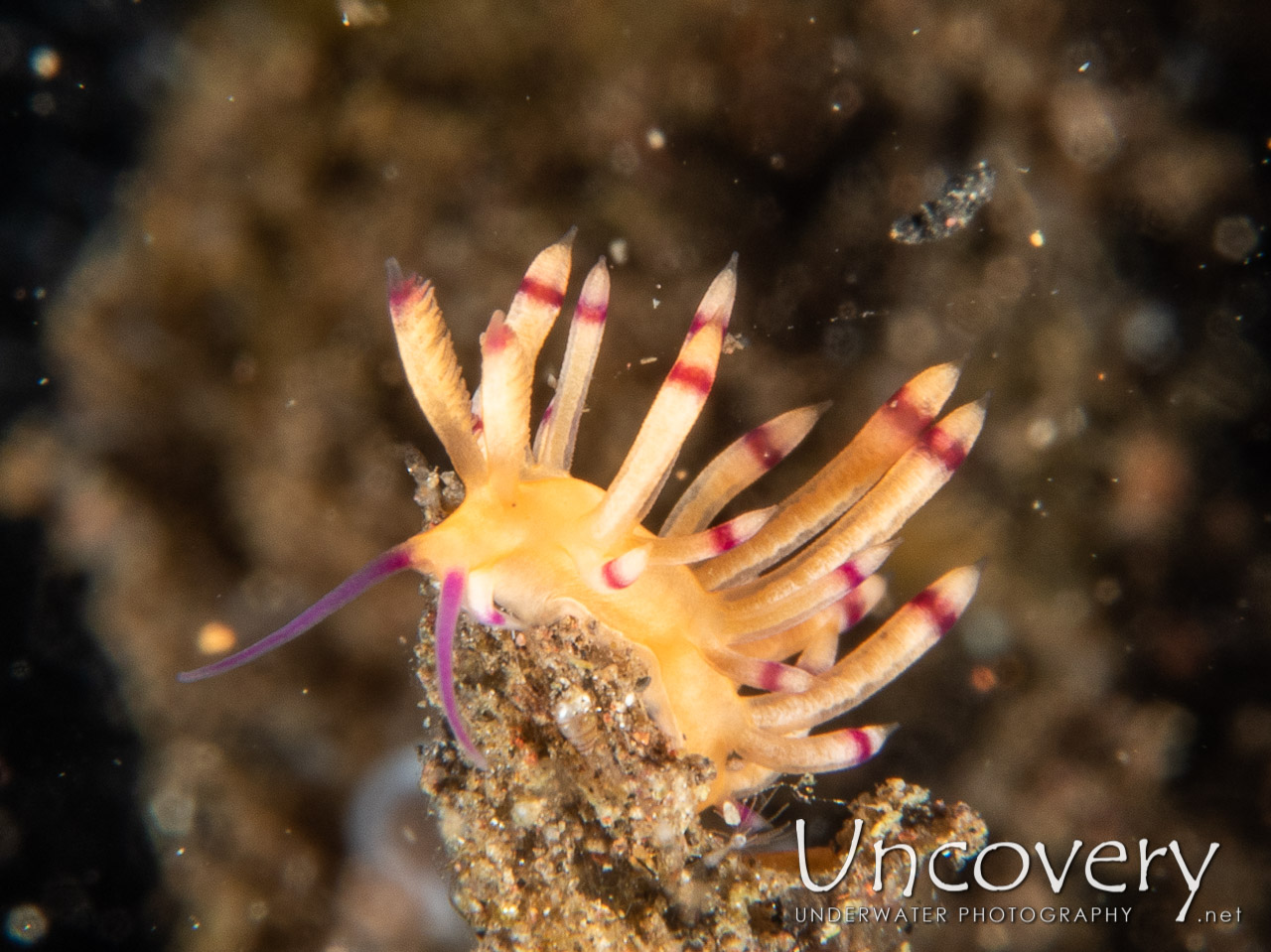 Nudibranch (flabellina Sp.) shot in Indonesia|Bali|Tulamben|Segara