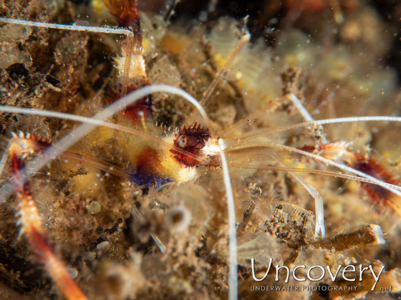 Banded Coral Shrimp (stenopus Hispidus), photo taken in Indonesia, Bali, Tulamben, Segara