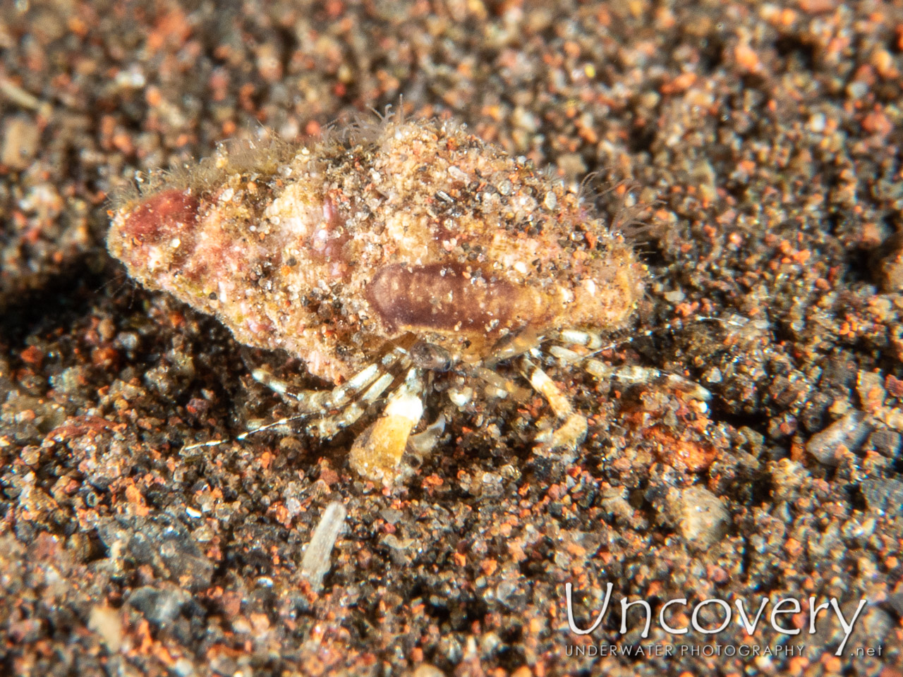Hermit Crab, photo taken in Indonesia, Bali, Tulamben, Segara