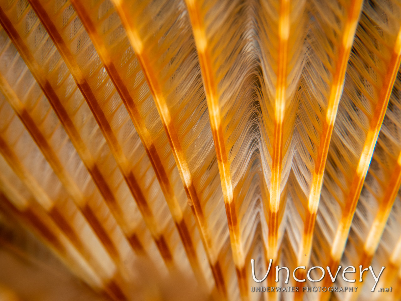 Indian Feather Duster Worm (sabellastarte Spectabilis) shot in Indonesia|Bali|Tulamben|Seraya Secrets