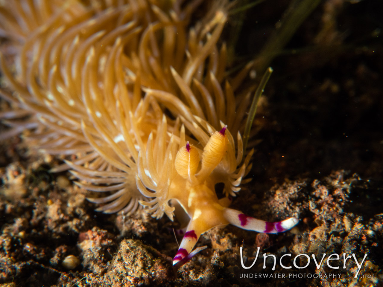 Nudibranch (pteraeolidia) shot in Indonesia|Bali|Tulamben|Seraya Secrets