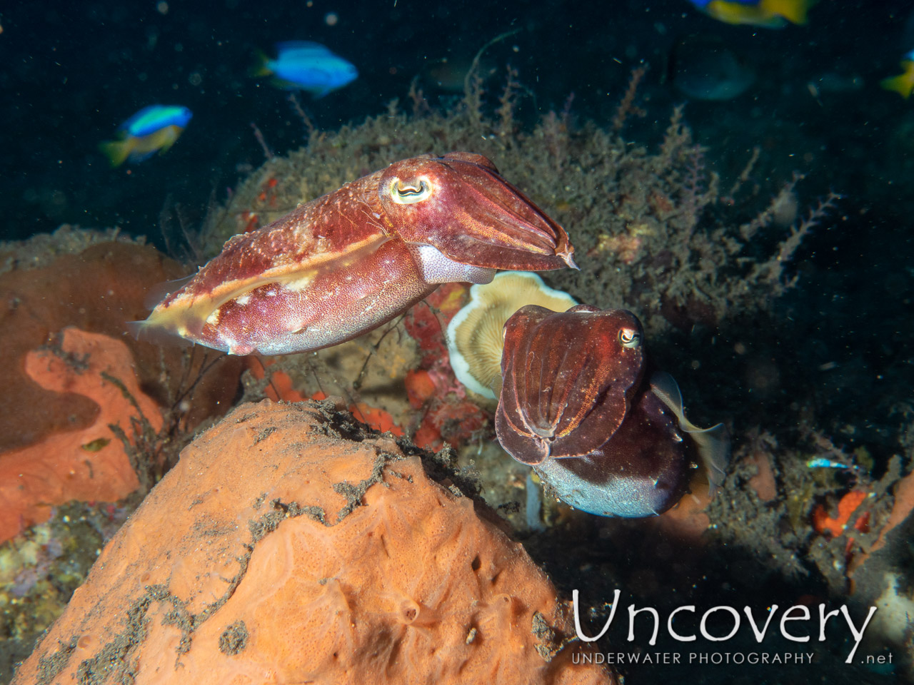 Broadclub Cuttlefish (sepia Latimanus), photo taken in Indonesia, Bali, Tulamben, Batu Ringgit