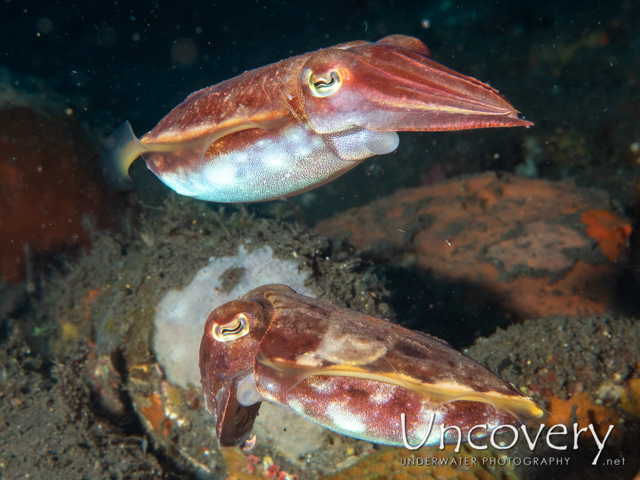 Broadclub Cuttlefish (sepia Latimanus), photo taken in Indonesia, Bali, Tulamben, Batu Ringgit