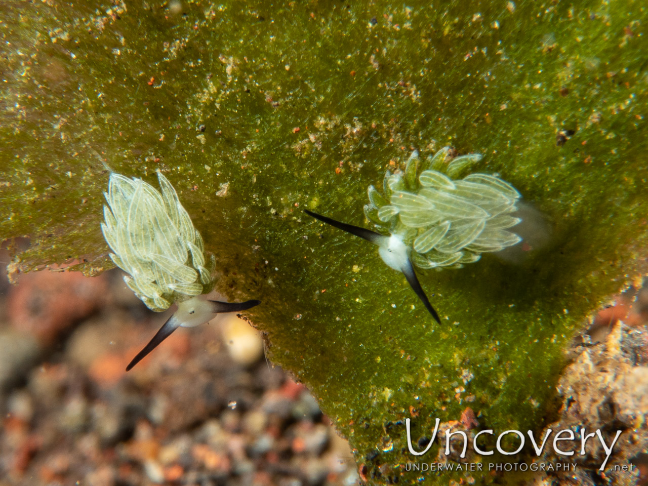 Nudibranch (costasiella Usagi), photo taken in Indonesia, Bali, Tulamben, Seraya Secrets