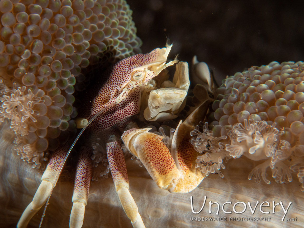 Spotted Porcelain Crab (neopetrolisthes Maculatus), photo taken in Indonesia, Bali, Tulamben, Batu Niti Reef