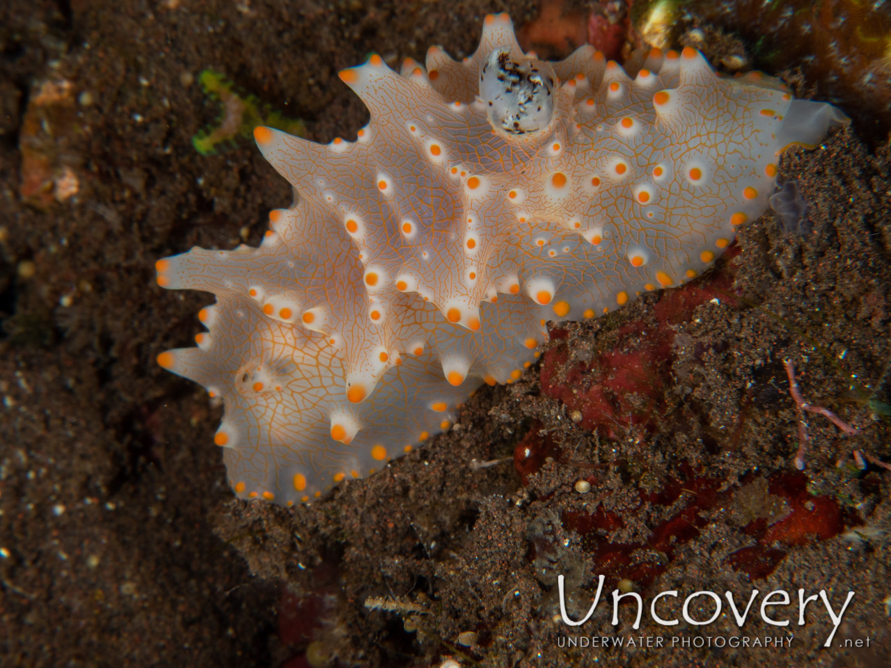Nudibranch (halgerda Batangas), photo taken in Indonesia, Bali, Tulamben, Batu Niti Reef