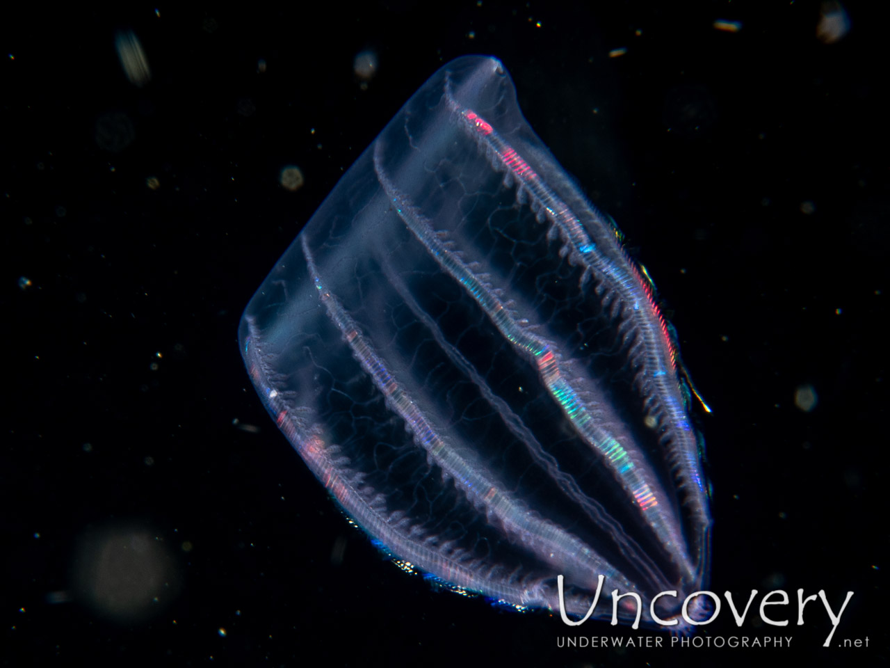 Comb Jellyfish (ctenophora), photo taken in Indonesia, Bali, Tulamben, Blackwater