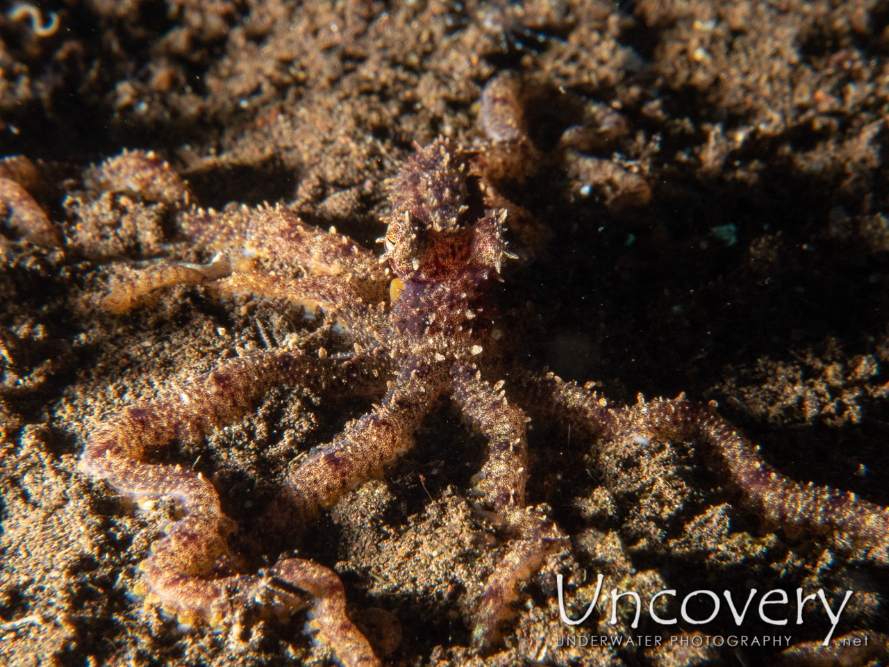 Lilliput Longarm Octopus (macrotritopus Defilippi), photo taken in Indonesia, Bali, Tulamben, Big Tree