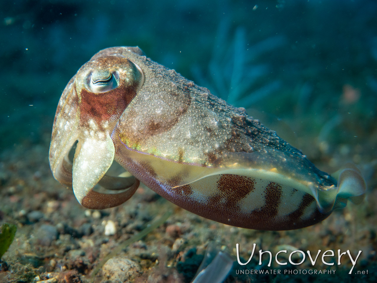 Broadclub Cuttlefish (sepia Latimanus) shot in Indonesia|Bali|Tulamben|Melasti