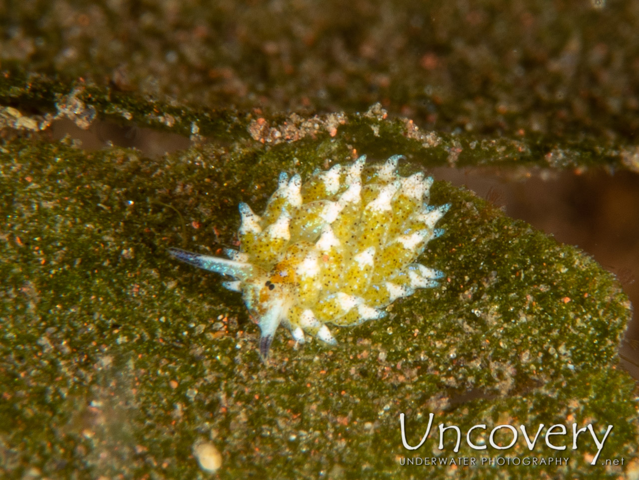 Nudibranch (costasiella Kuroshimae) shot in Indonesia|Bali|Tulamben|Melasti