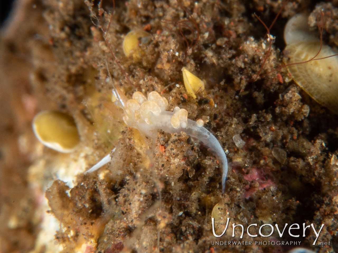 Nudibranch (moridilla Brockii) shot in Indonesia|Bali|Tulamben|Melasti