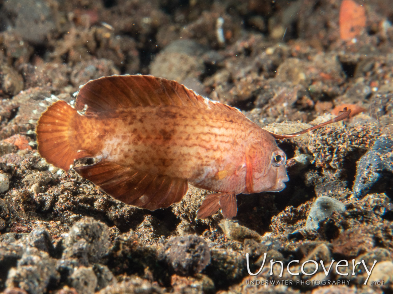 Peacock Razorfish (iniistius Pavo) shot in Indonesia|Bali|Tulamben|Melasti