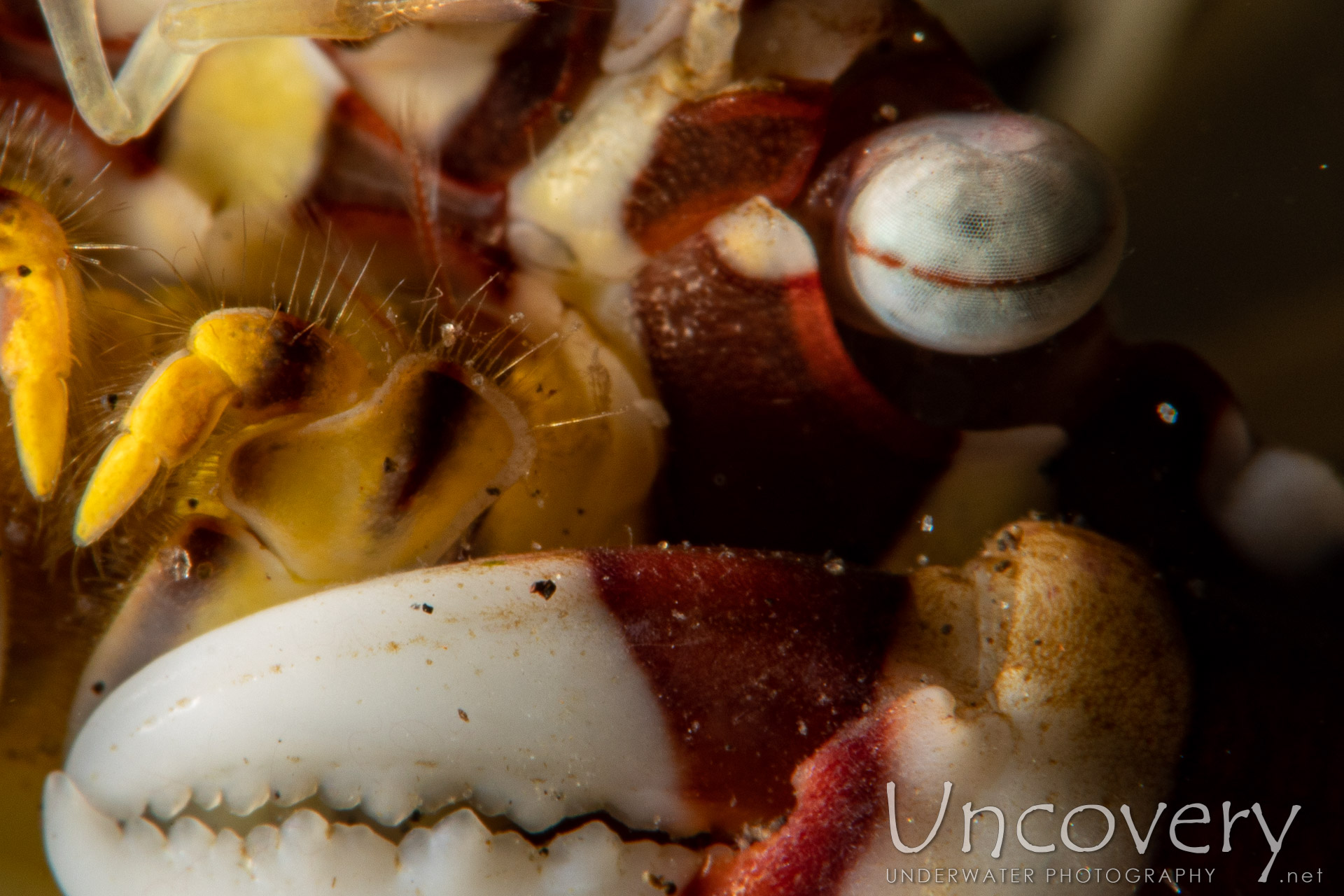 Harlequin Swimmer Crab (lissocarcinus Laevis), photo taken in Indonesia, Bali, Tulamben, Batu Belah Slope