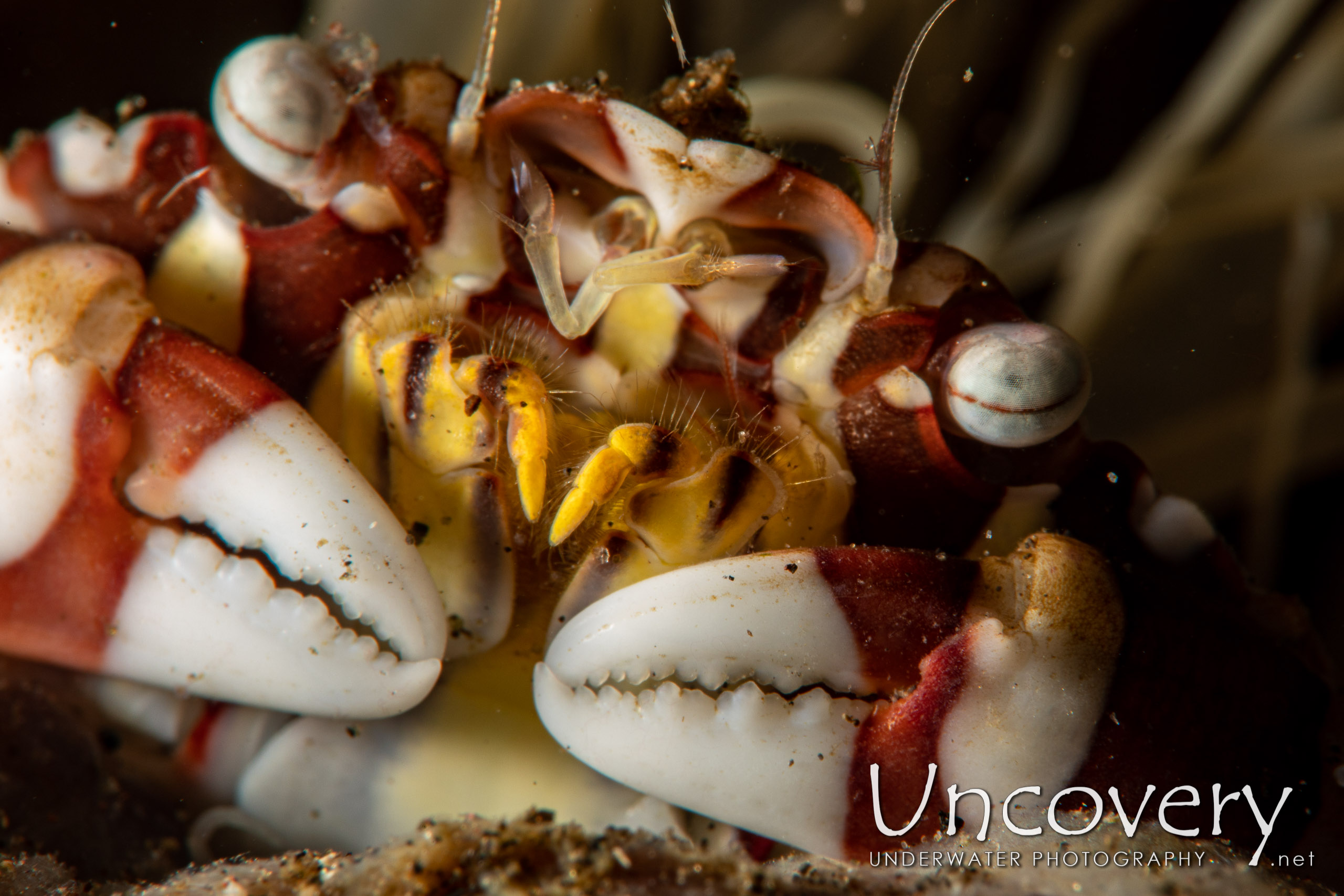 Harlequin Swimmer Crab (lissocarcinus Laevis) shot in Indonesia|Bali|Tulamben|Batu Belah Slope