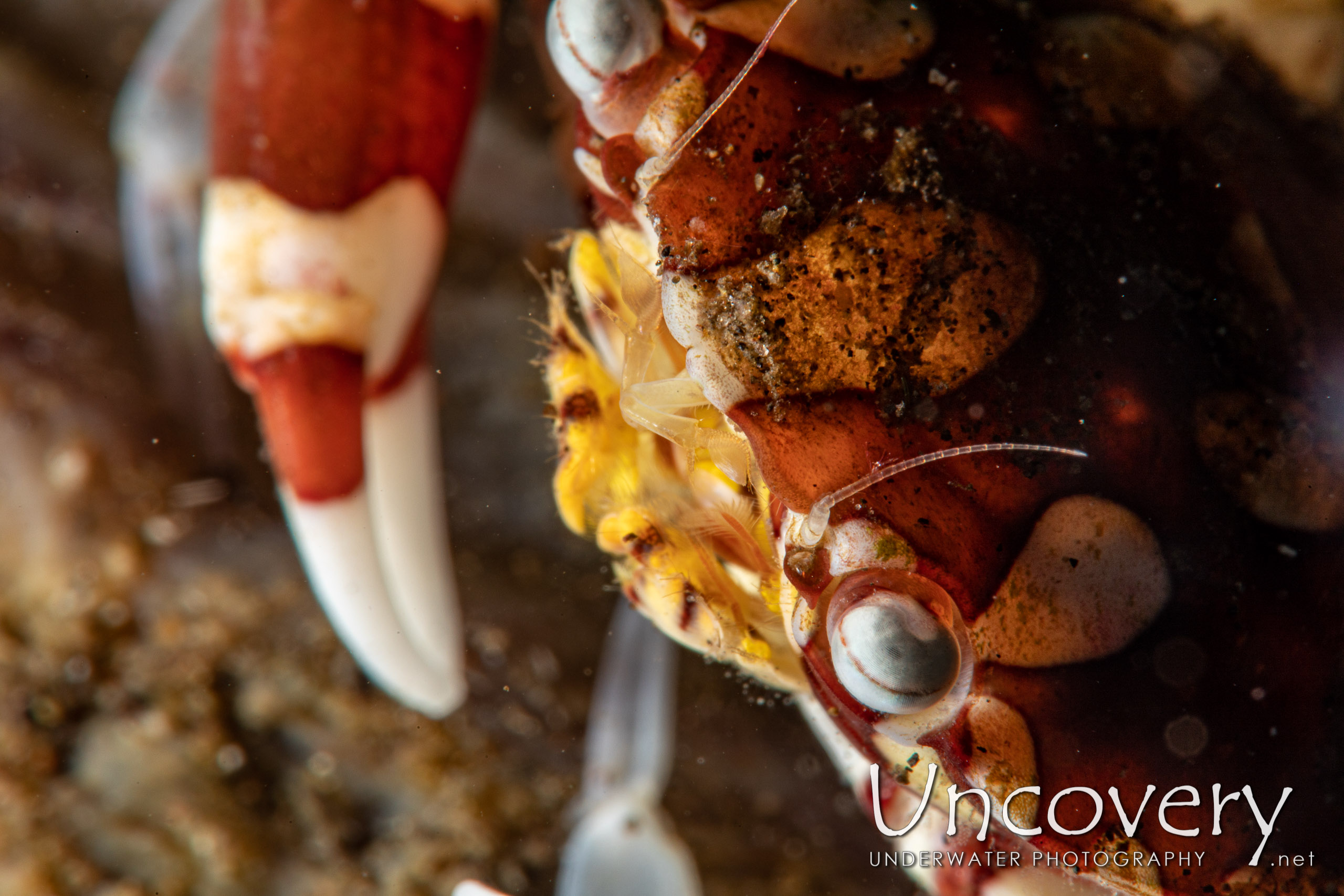 Harlequin Swimmer Crab (lissocarcinus Laevis), photo taken in Indonesia, Bali, Tulamben, Batu Belah Slope