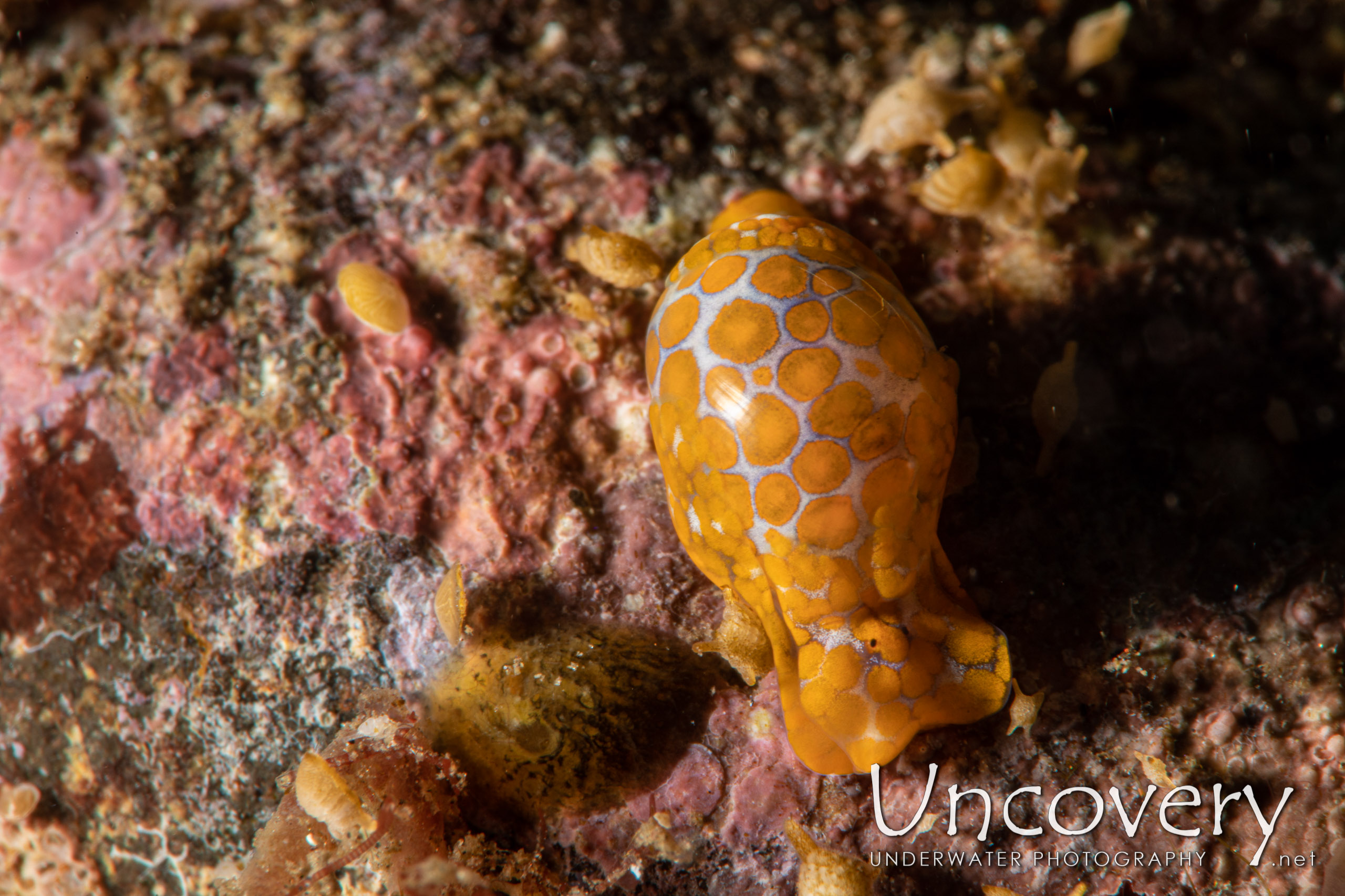 Yellow-spotted Bubble Snail (lamprohaminoea Sp.) shot in Indonesia|Bali|Tulamben|Sidem