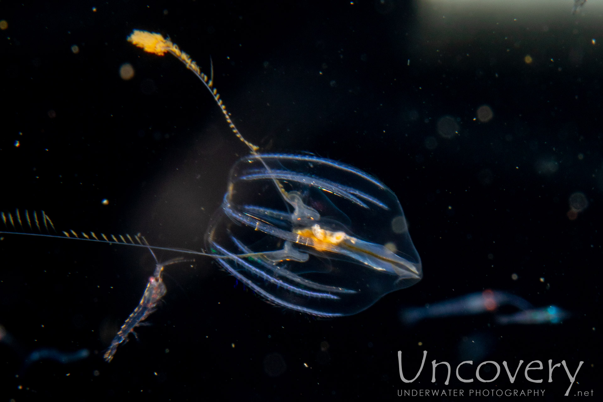 00 To Be Determined, photo taken in Indonesia, Bali, Tulamben, Blackwater