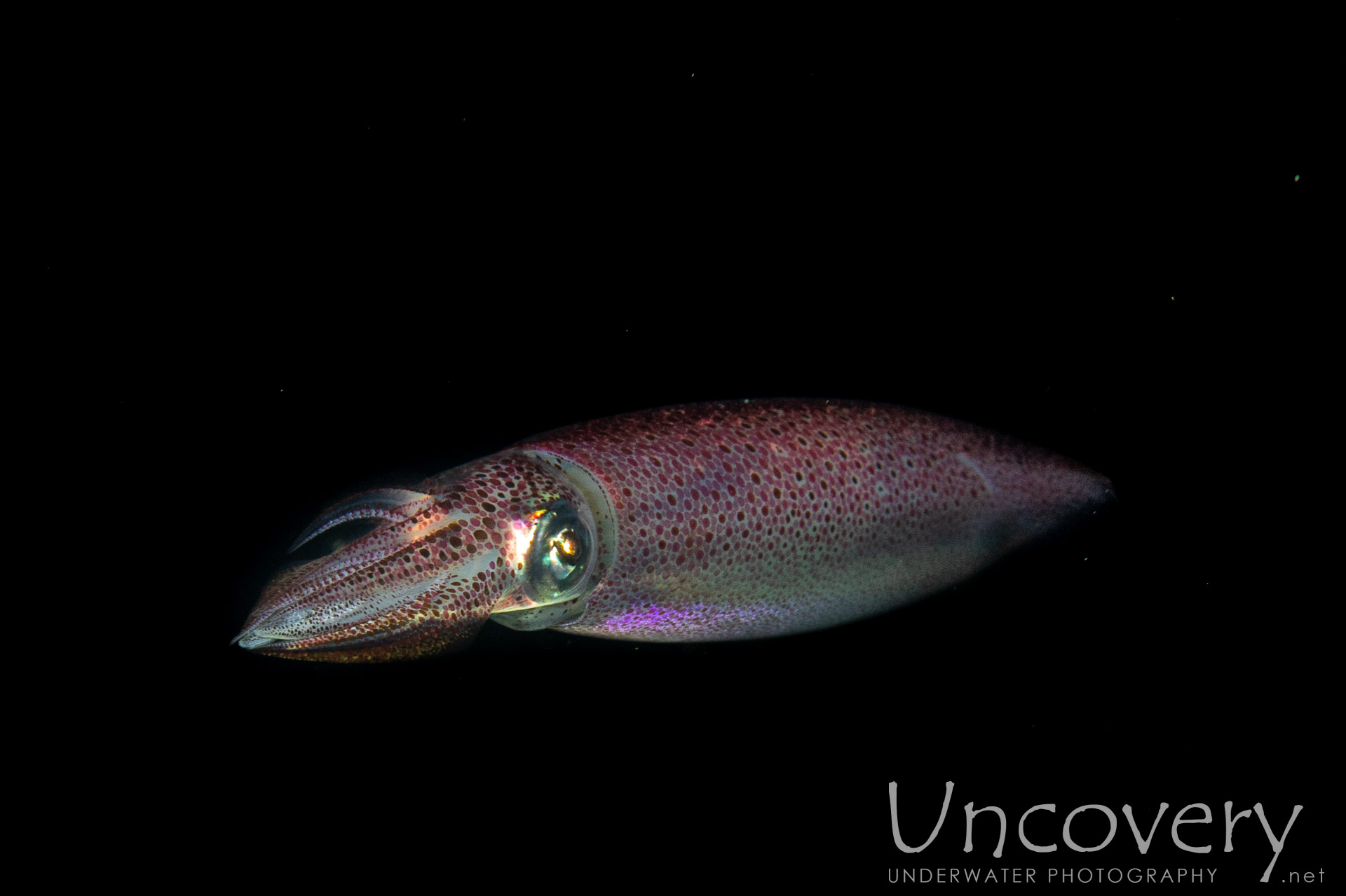 Broadfin Squid (sepioteuthis Lessoniana), photo taken in Indonesia, Bali, Tulamben, Blackwater