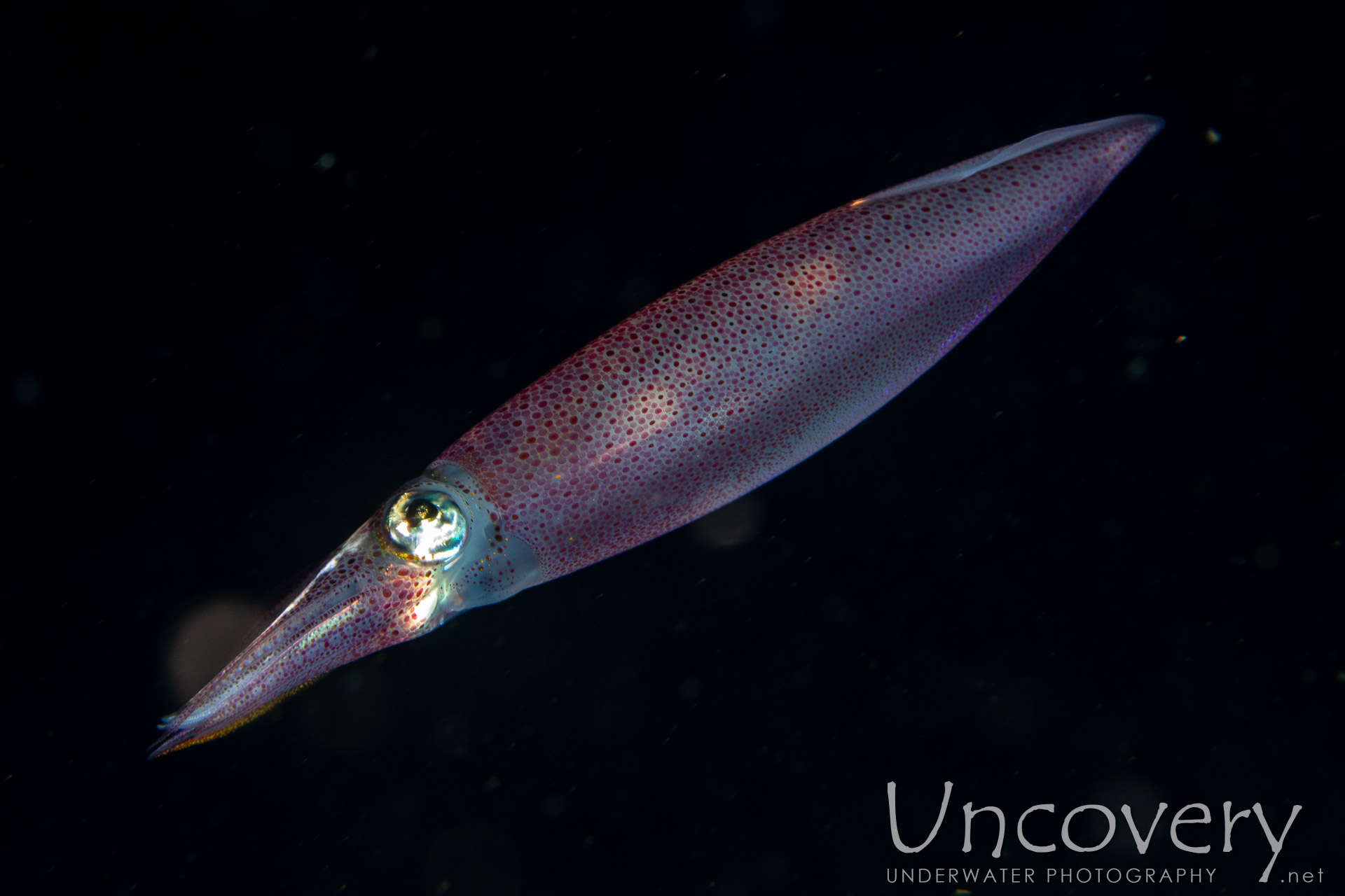 Broadfin Squid (sepioteuthis Lessoniana), photo taken in Indonesia, Bali, Tulamben, Blackwater