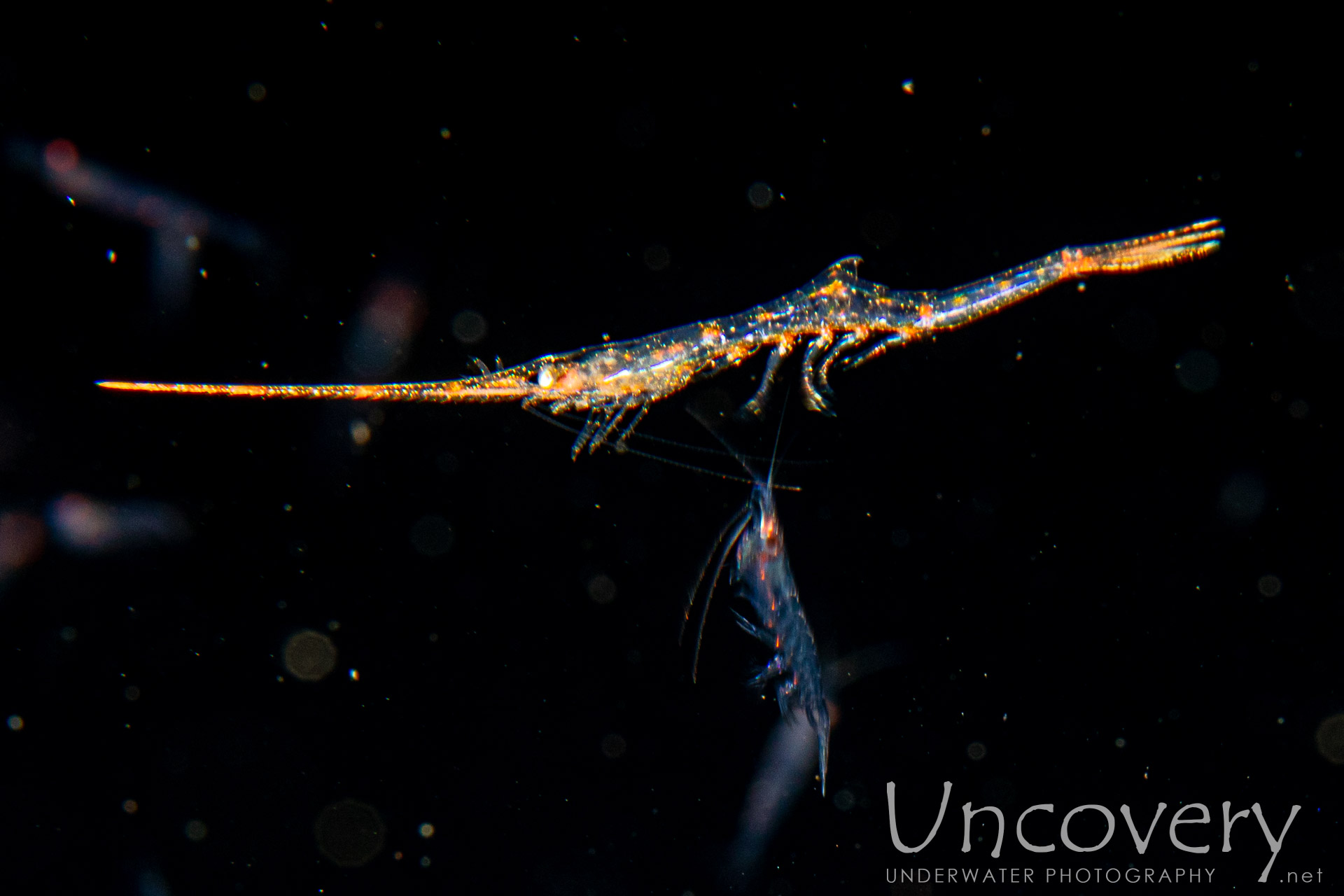 Banded Tozeuma Shrimp (tozeuma Armatum), photo taken in Indonesia, Bali, Tulamben, Blackwater