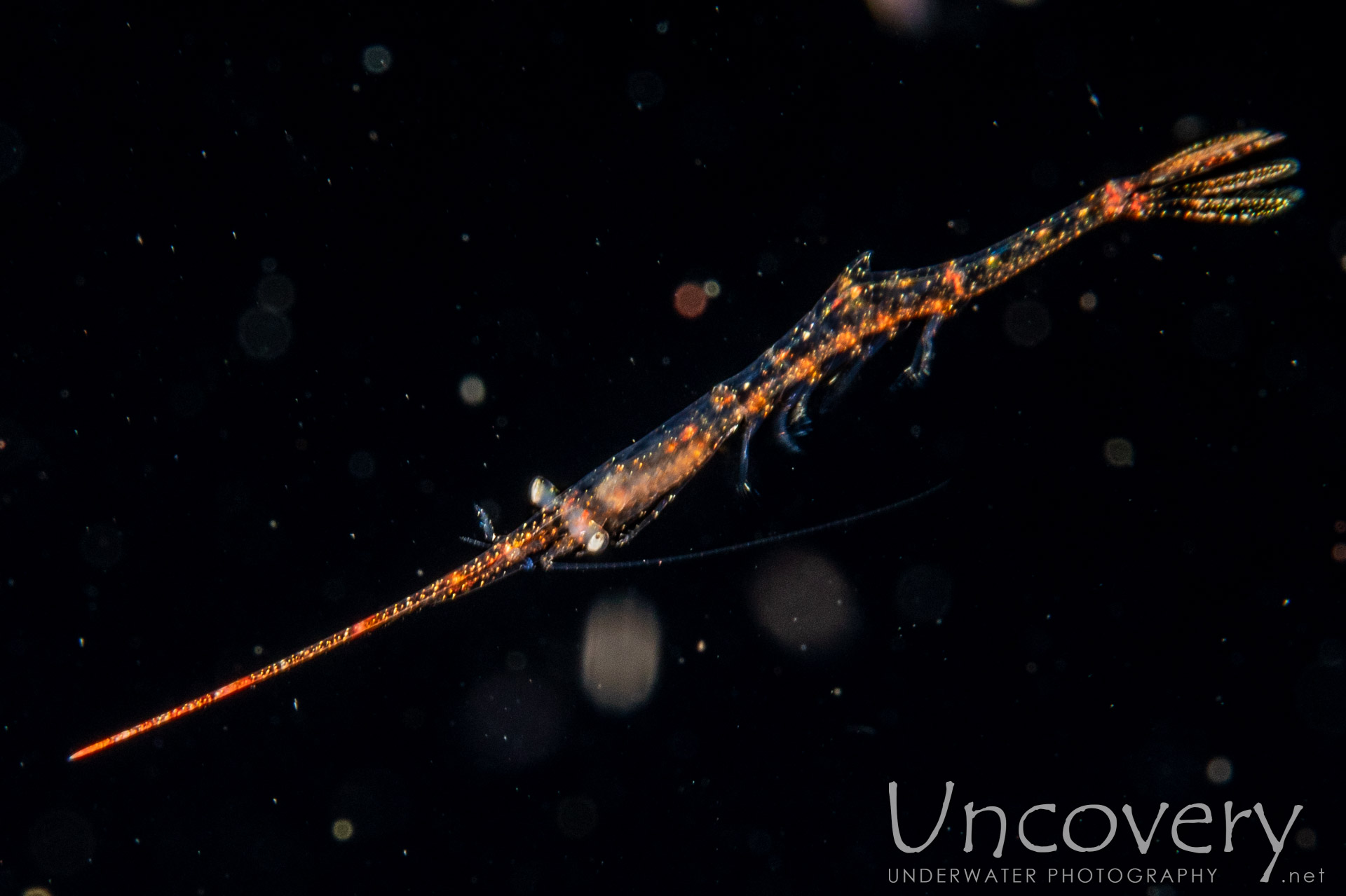 Banded Tozeuma Shrimp (tozeuma Armatum), photo taken in Indonesia, Bali, Tulamben, Blackwater