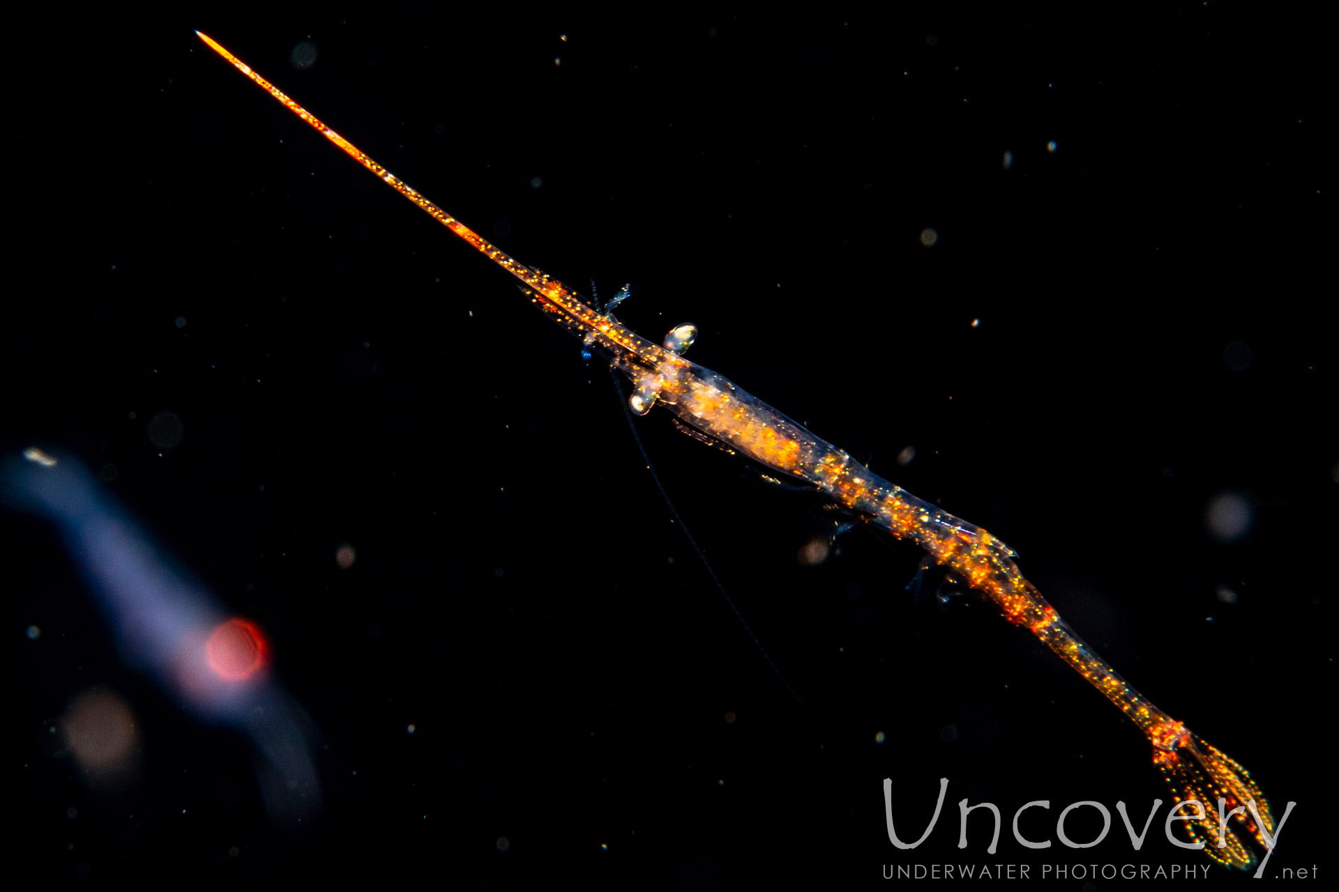 Banded Tozeuma Shrimp (tozeuma Armatum), photo taken in Indonesia, Bali, Tulamben, Blackwater